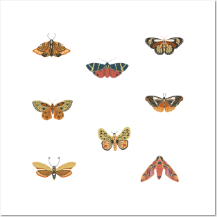 moth butterfly design art Posters and Art